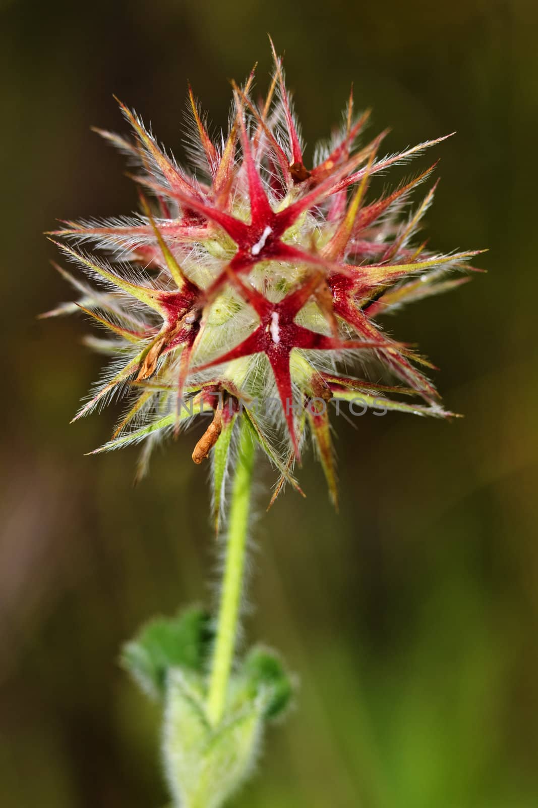 Trefoil  (Trifolium stellatum) by membio