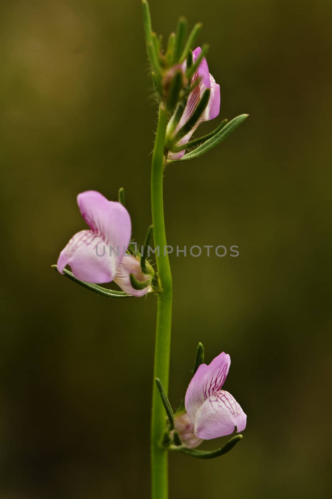 Close up view detail of the beautiful weasel's snout (Misopates orontium) flower.