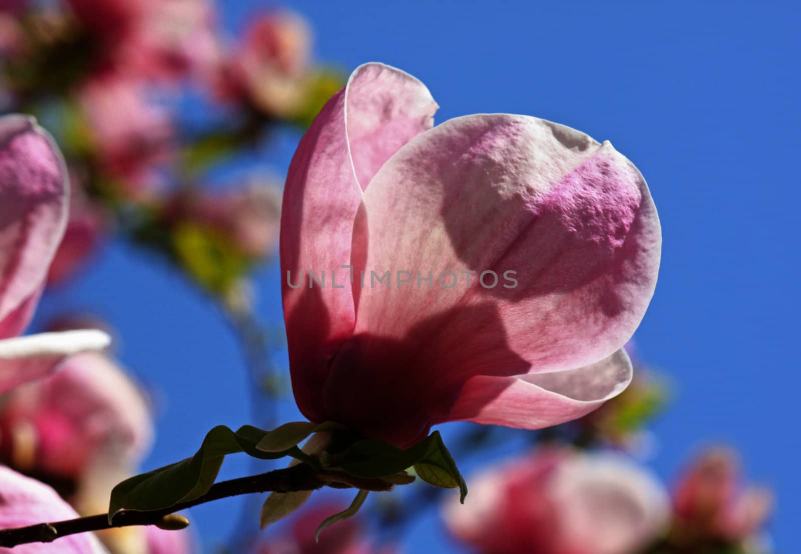close up of magnolia bloom over blue sky