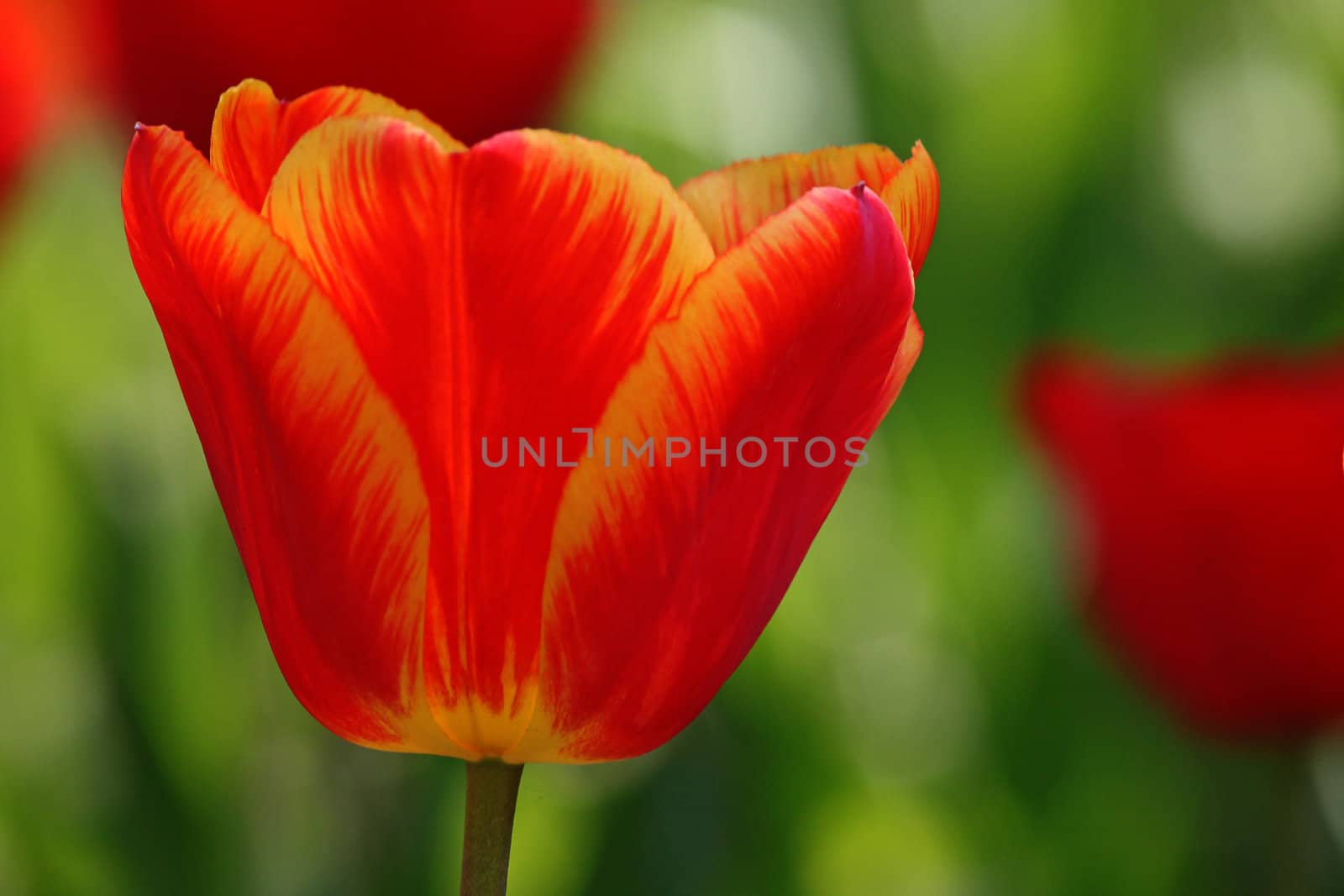 red with yellow tulip by romantiche