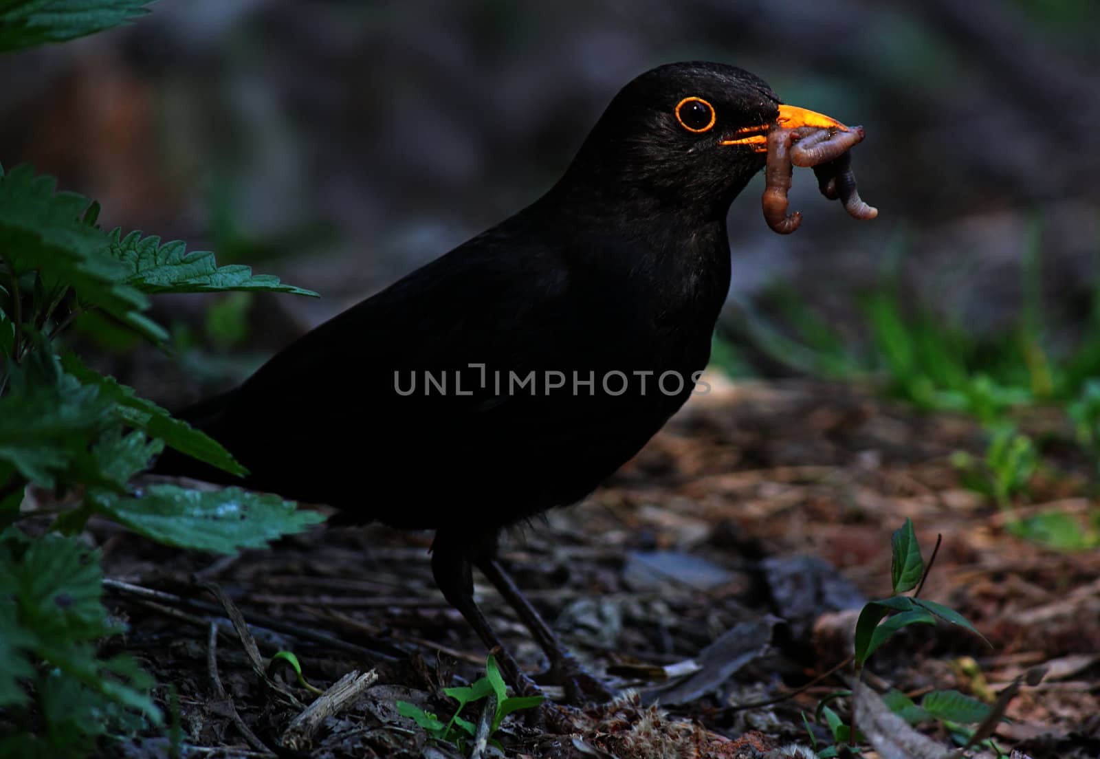 close up of blackbird eating worm