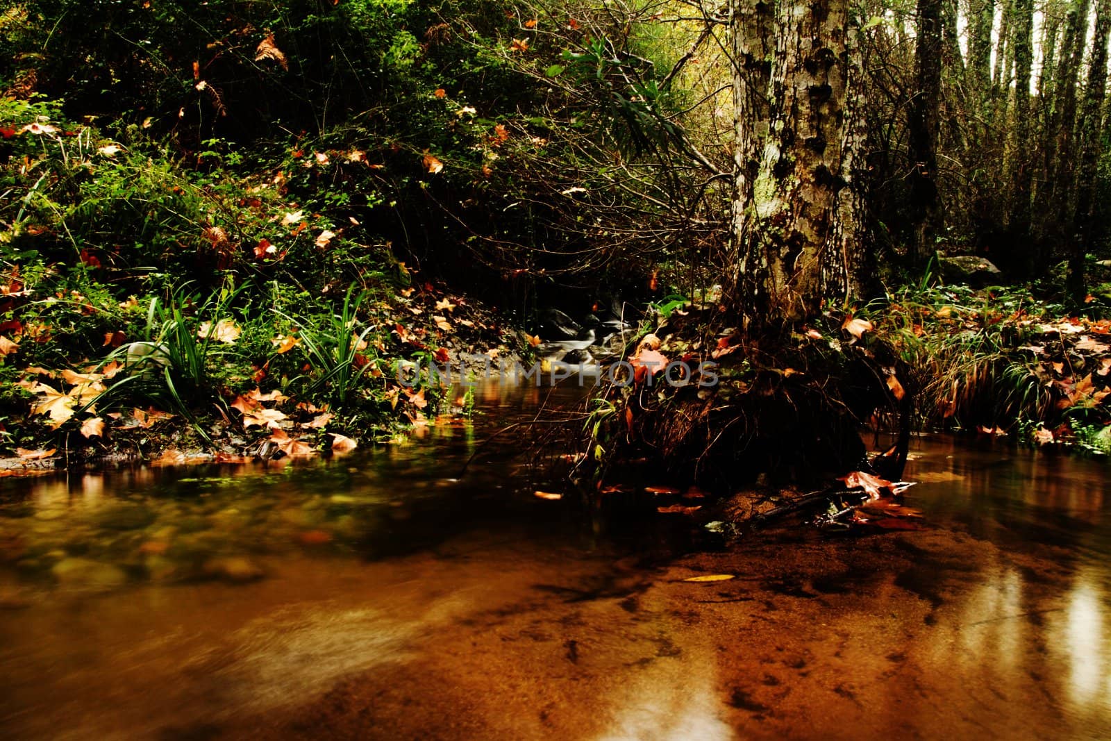 View of beautiful autumn set on a creek in Monchique, Portugal.