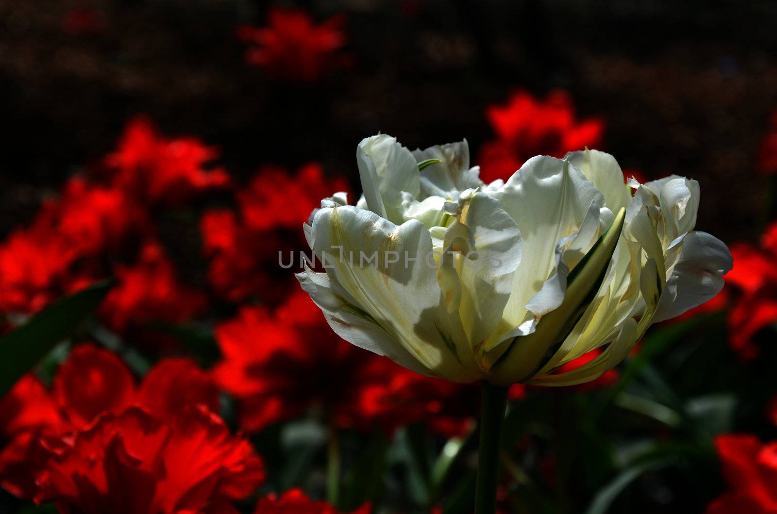 Single white tulip against red floral background