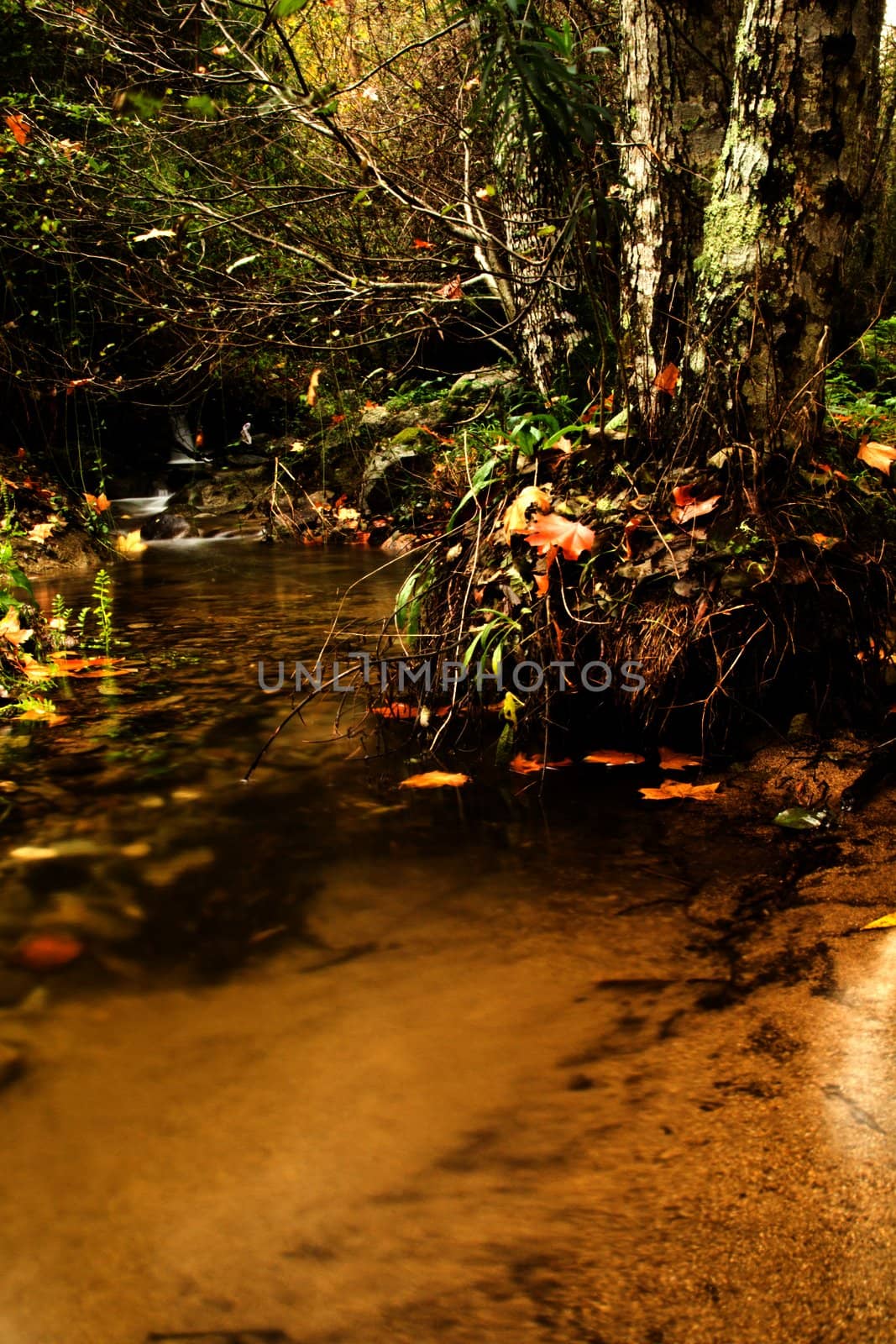 View of beautiful autumn set on a creek in Monchique, Portugal.