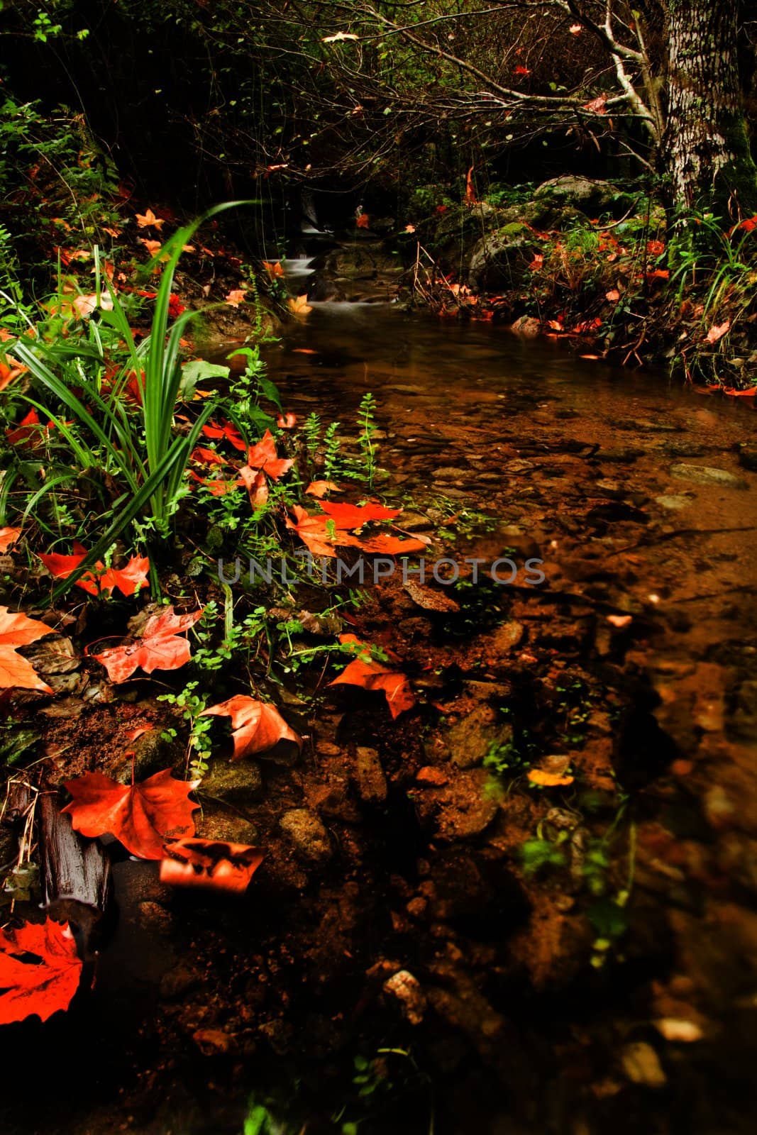 View of beautiful autumn set on a creek in Monchique, Portugal.