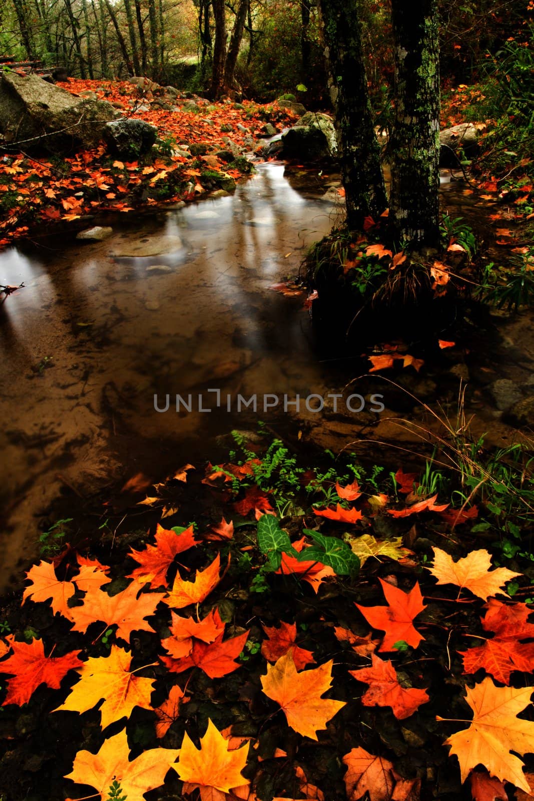 View of beautiful autumn set on a creek in Monchique, Portugal.