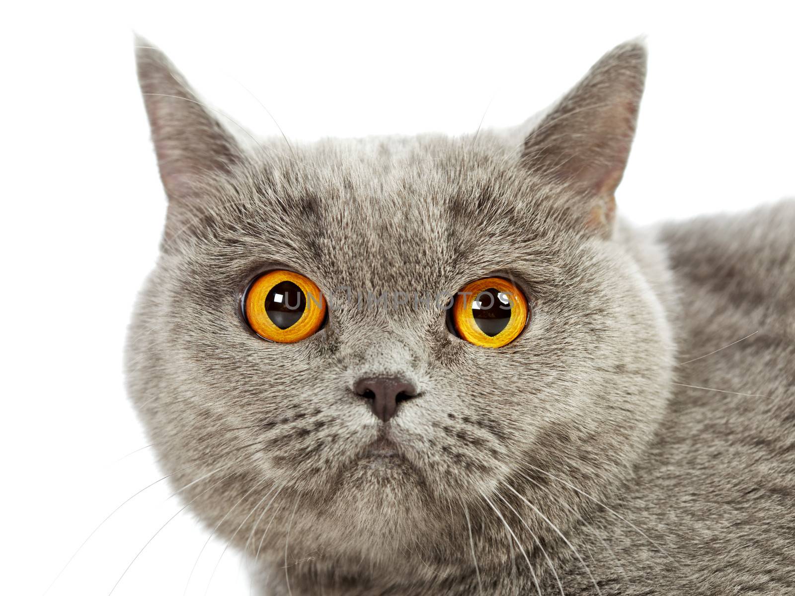 British Shorthair Cat by petr_malyshev