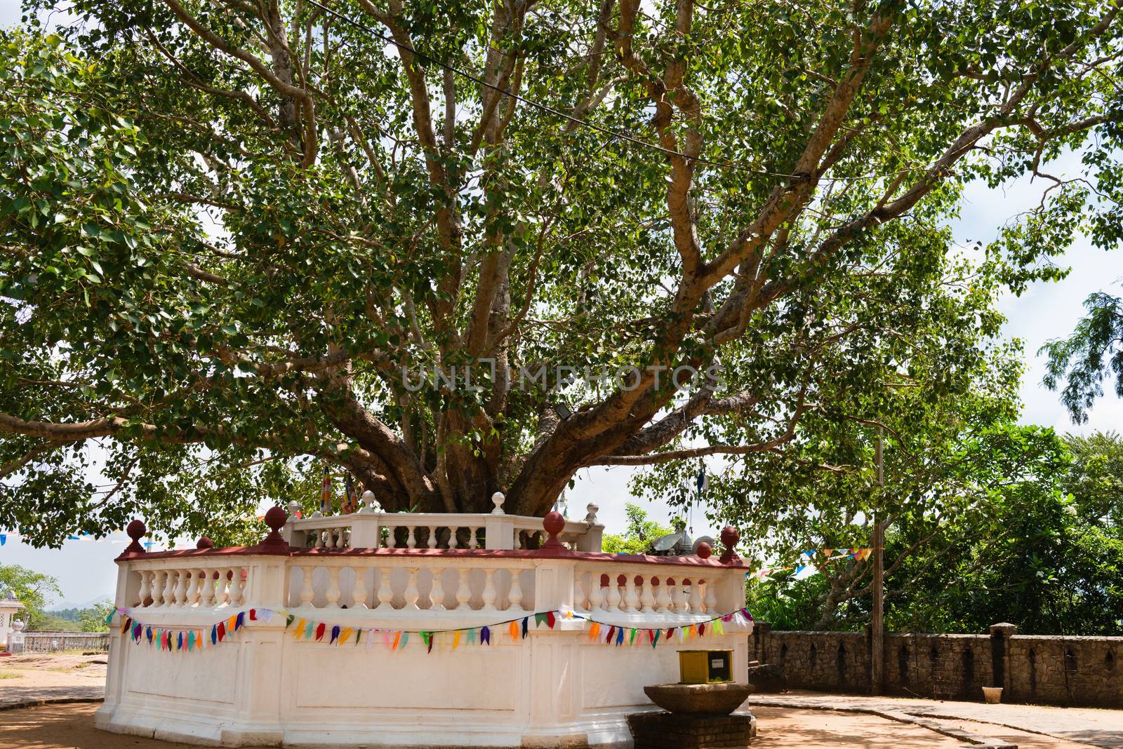 Sacred fig tree in a Buddhist temple by iryna_rasko