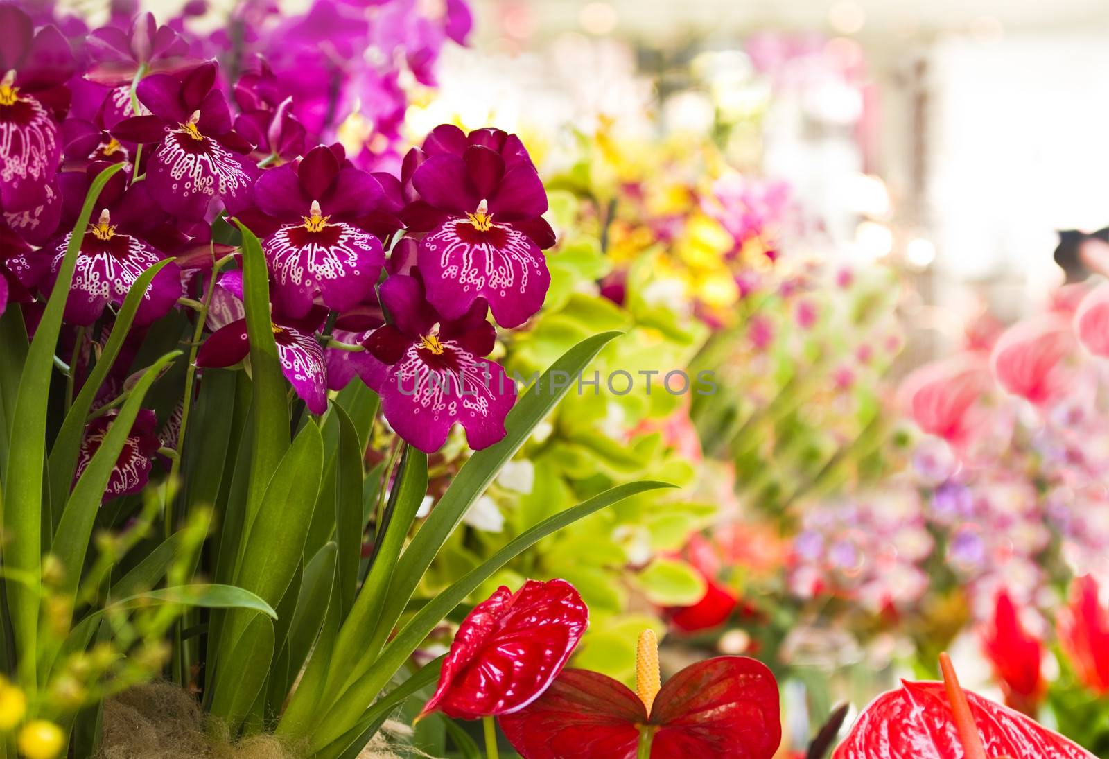 Colorful and decorative collection of Orchid flowers and Anthurium