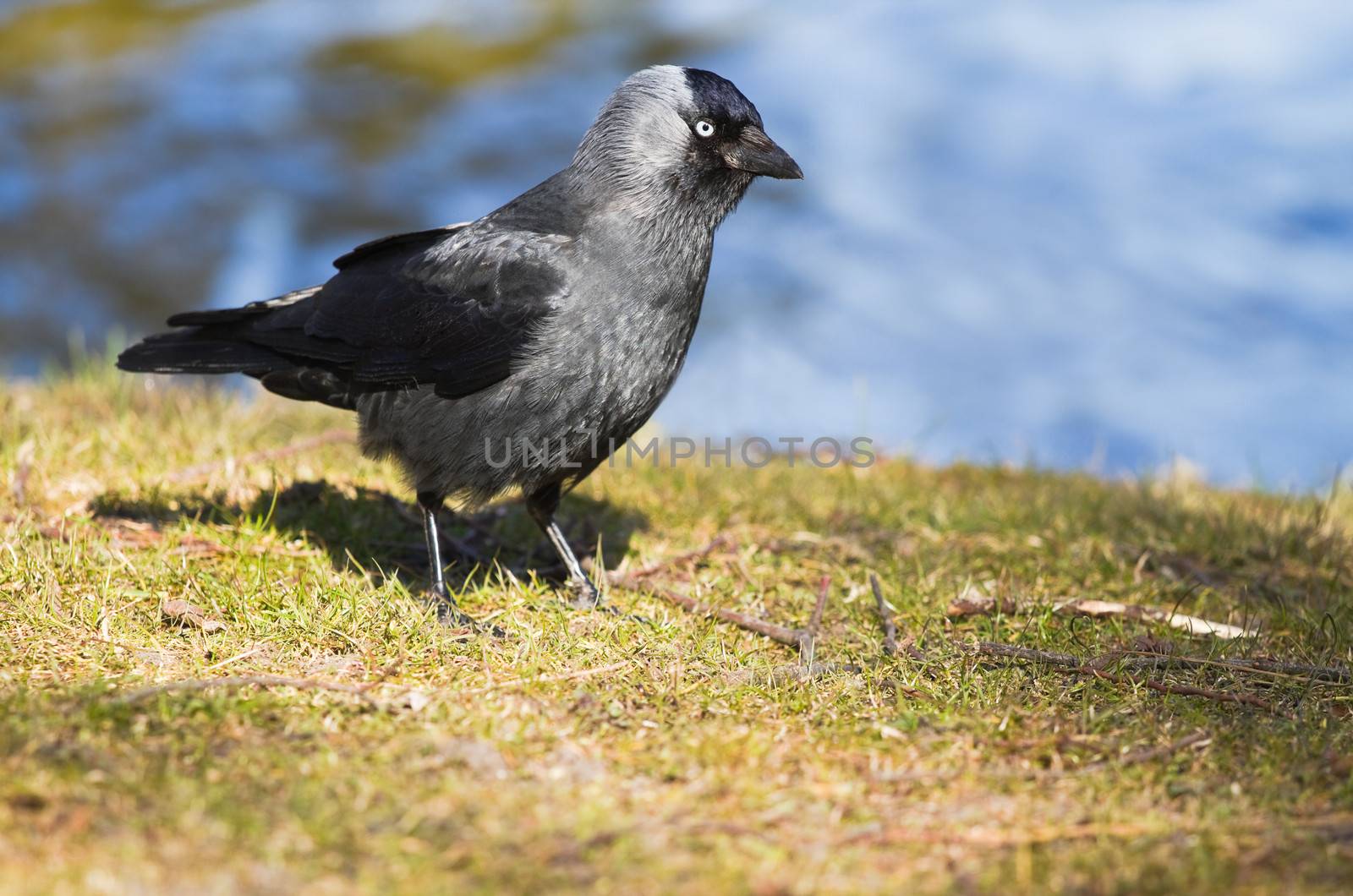 Jackdaw at the waterside in spring by Colette