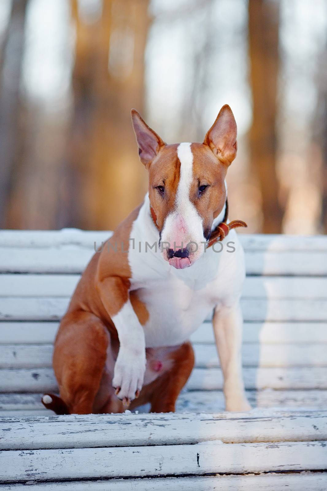 English bull terrier. Thoroughbred dog. Canine friend. Red dog. Dog on a bench. Dog on walk.