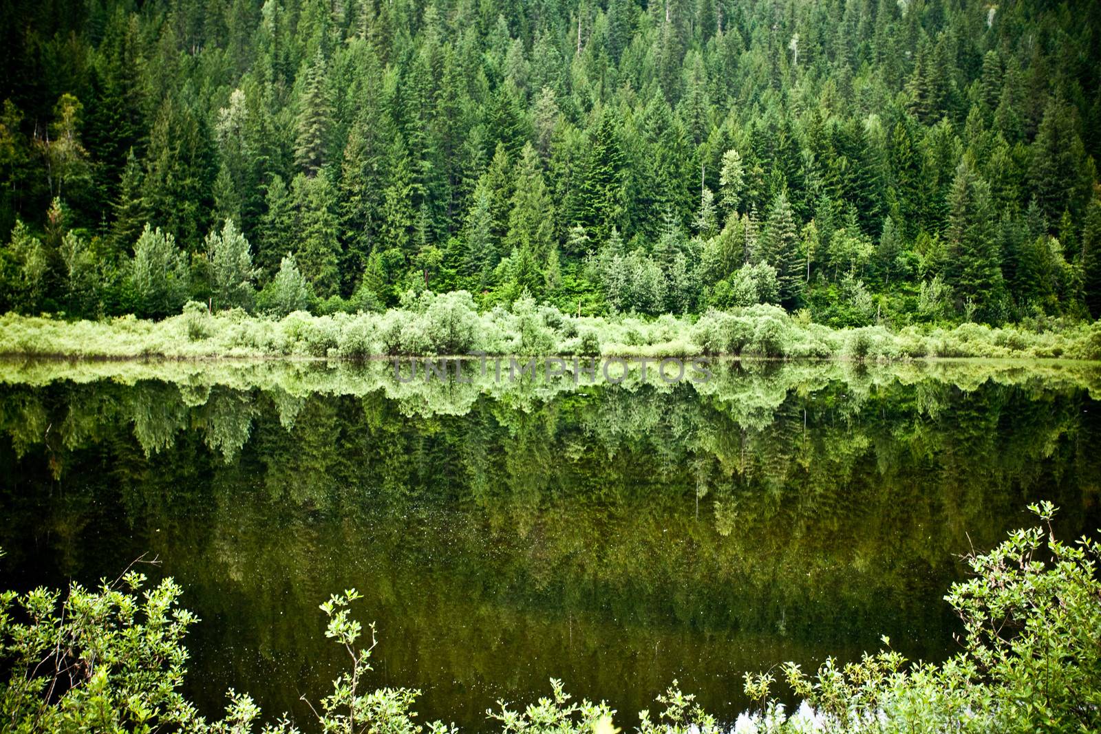 Peaceful green lake surrounded by vegetation, mirrored in the water