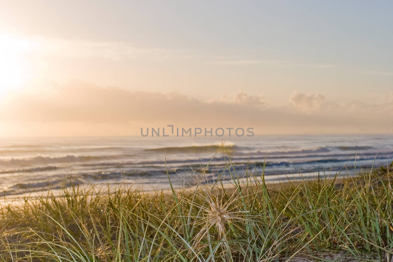 Beautiful land and seascape of coastal grasses overlooking waves breaking on a tropical beach at sunset
