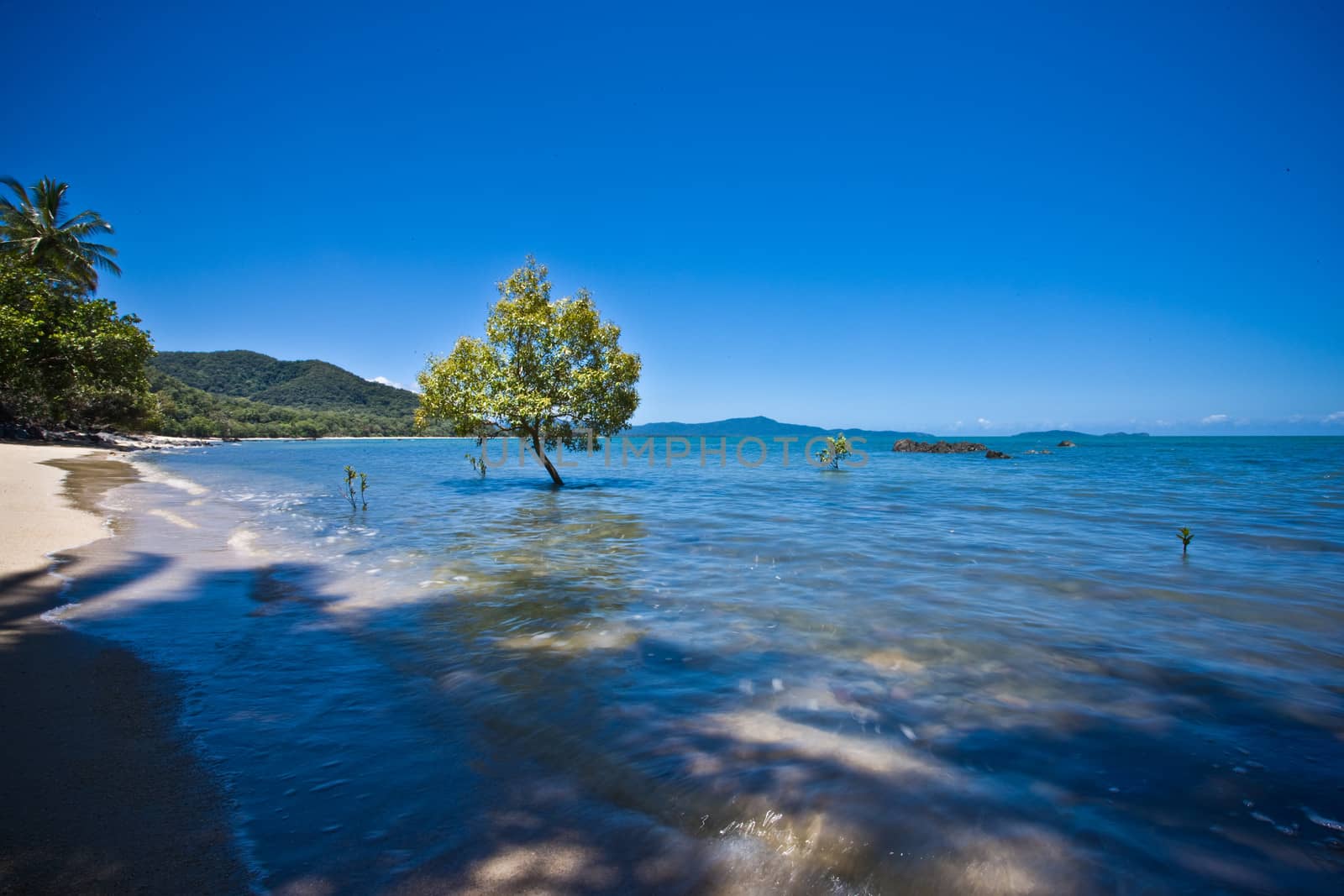 Beautiful tropical beach at high tide with a lone tree standing with its roots in the salt water in the middle of the bay