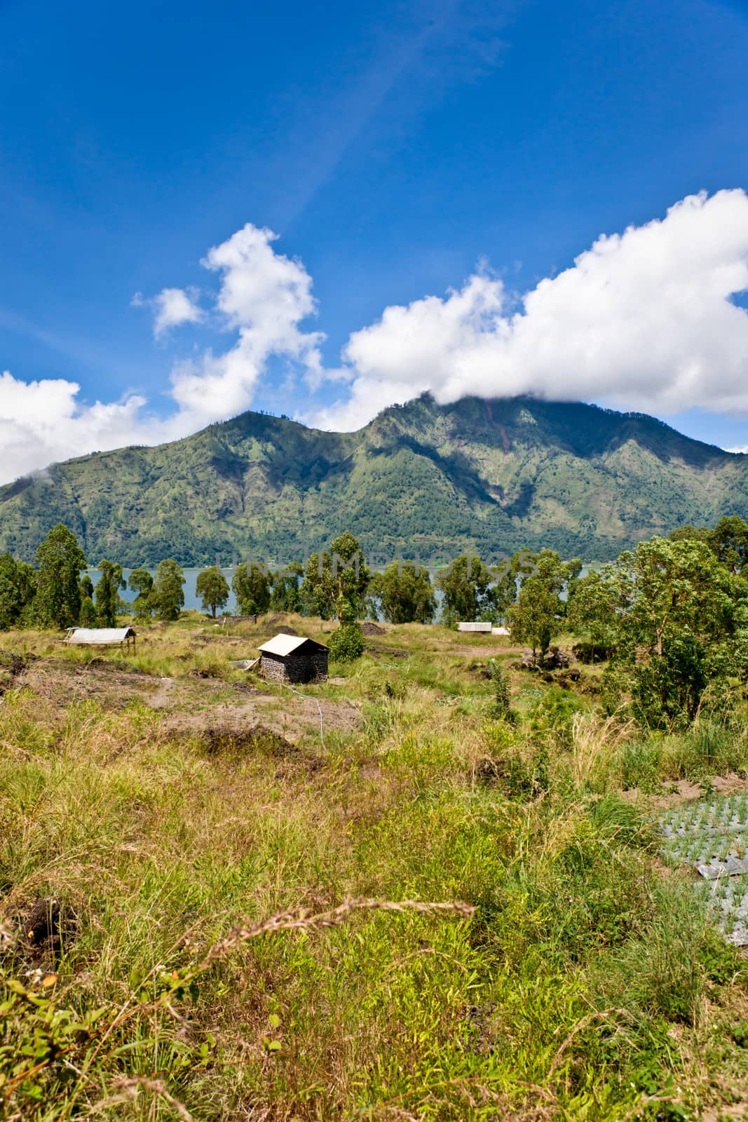 Countryside in Bali with beautiful lush green fields and scattered rustic cottages
