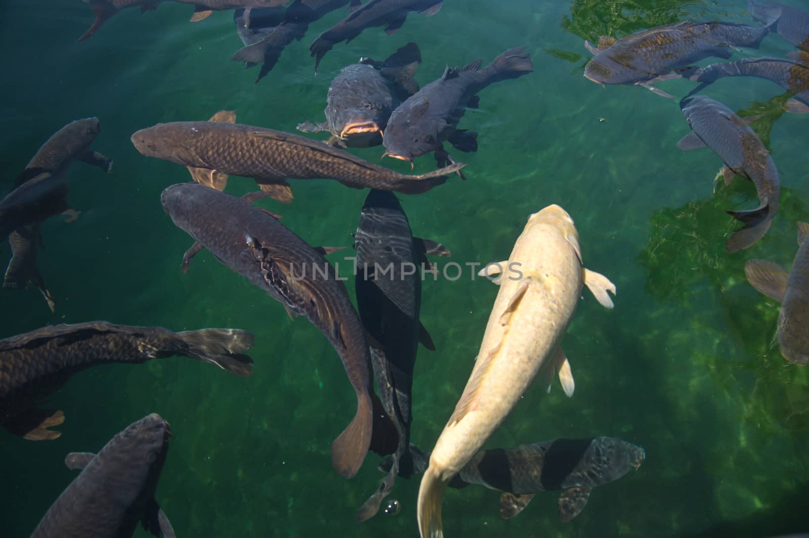 Carp swimming in the Colorado River, Nevada, USA