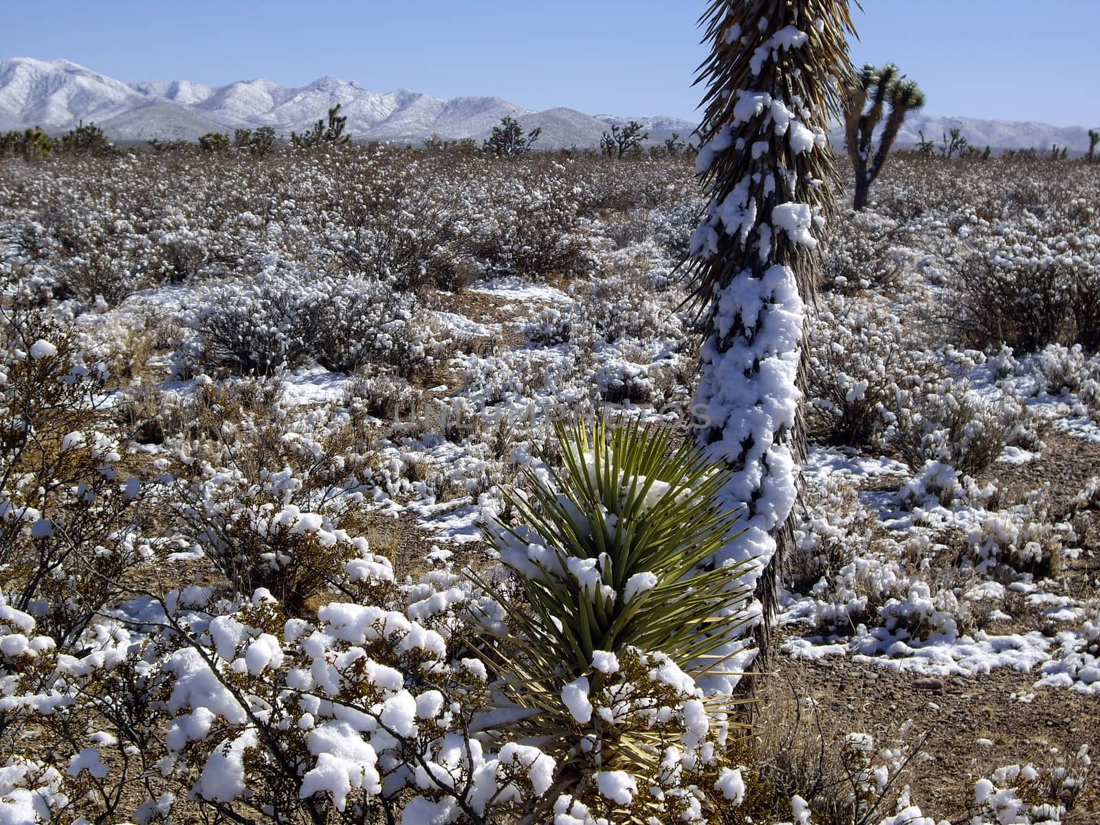 Joshua trees in Winter by emattil