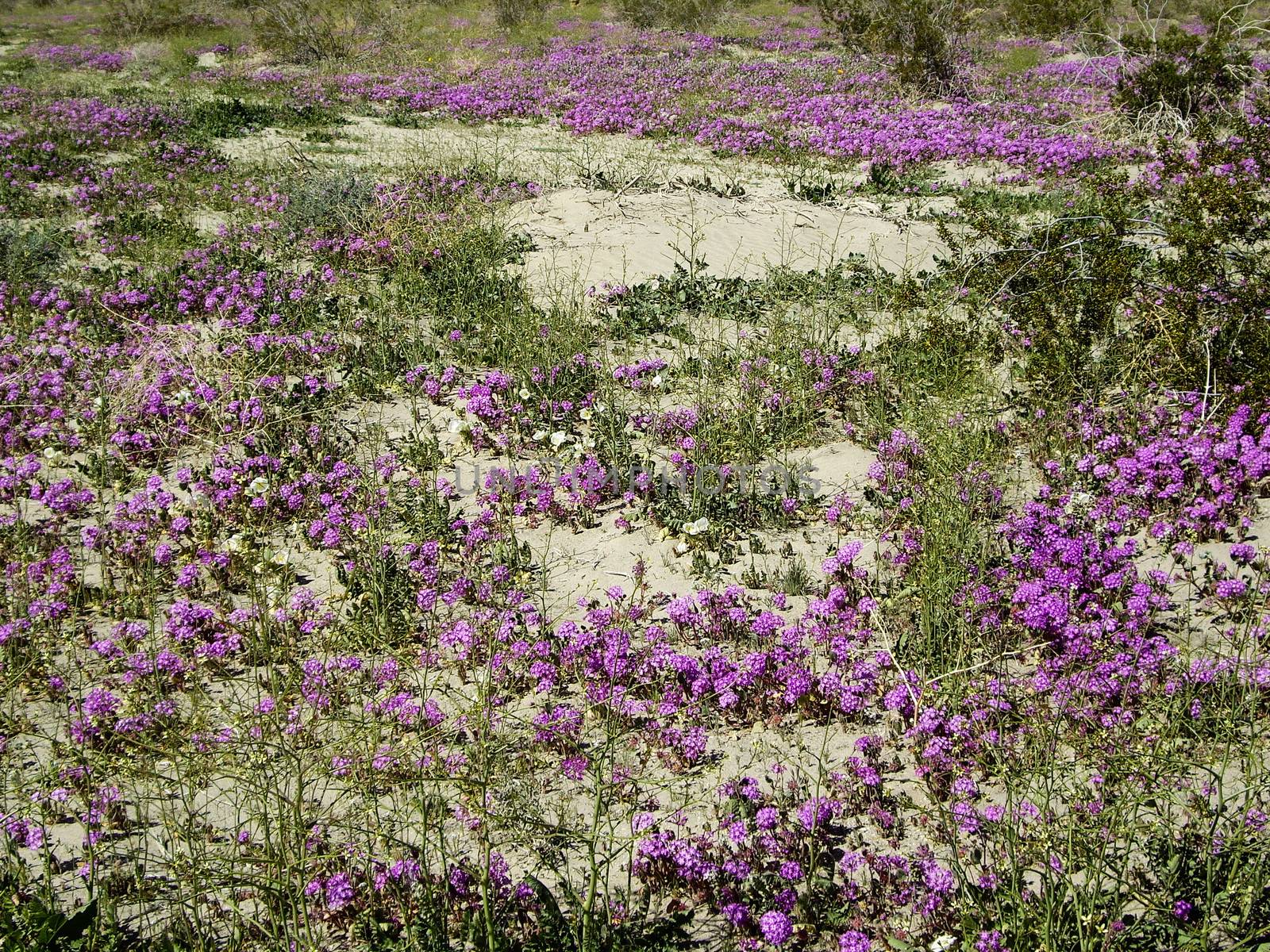 Wildflowers bloom in the desert