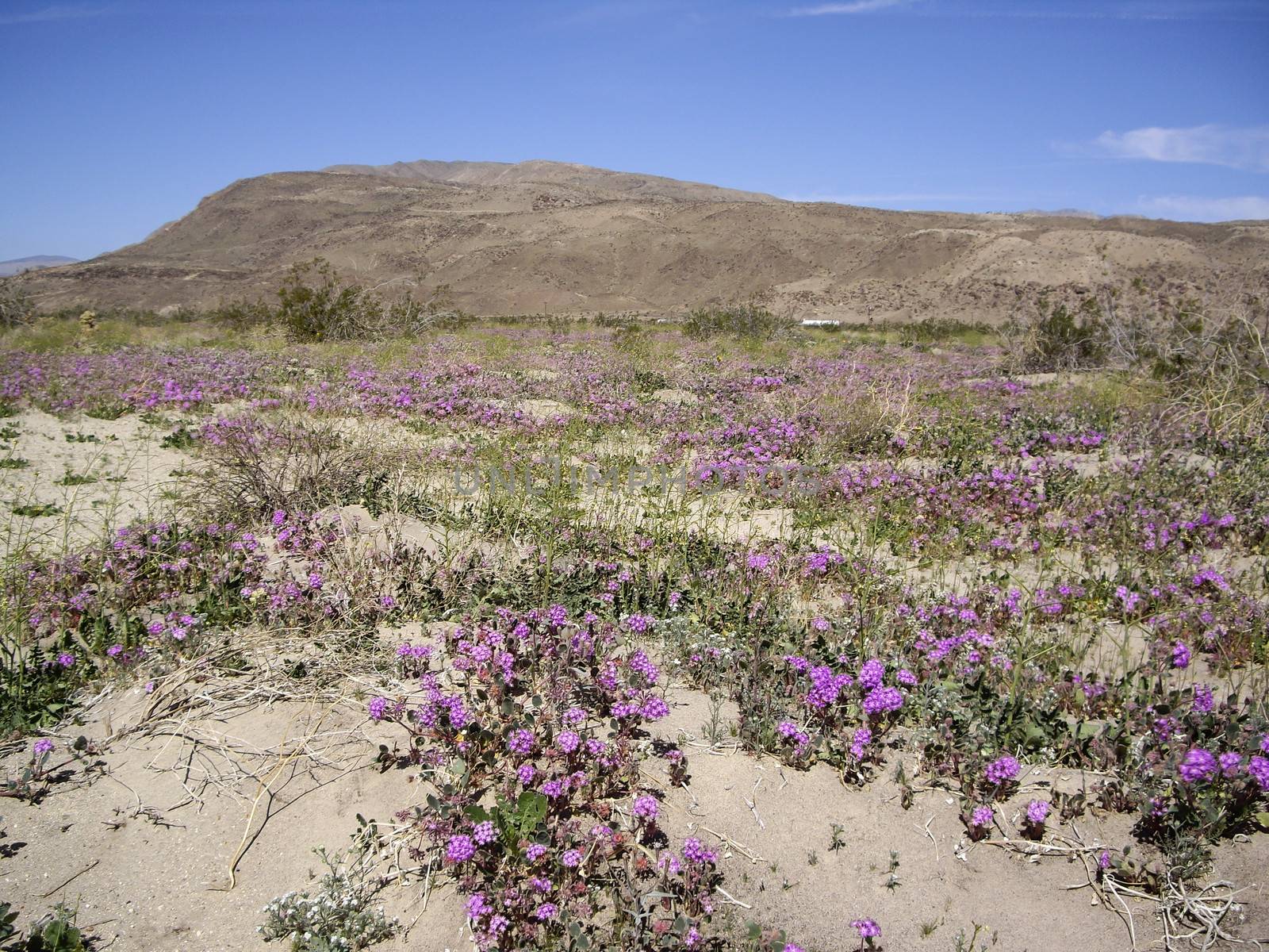 Desert Vista with wildflowers by emattil