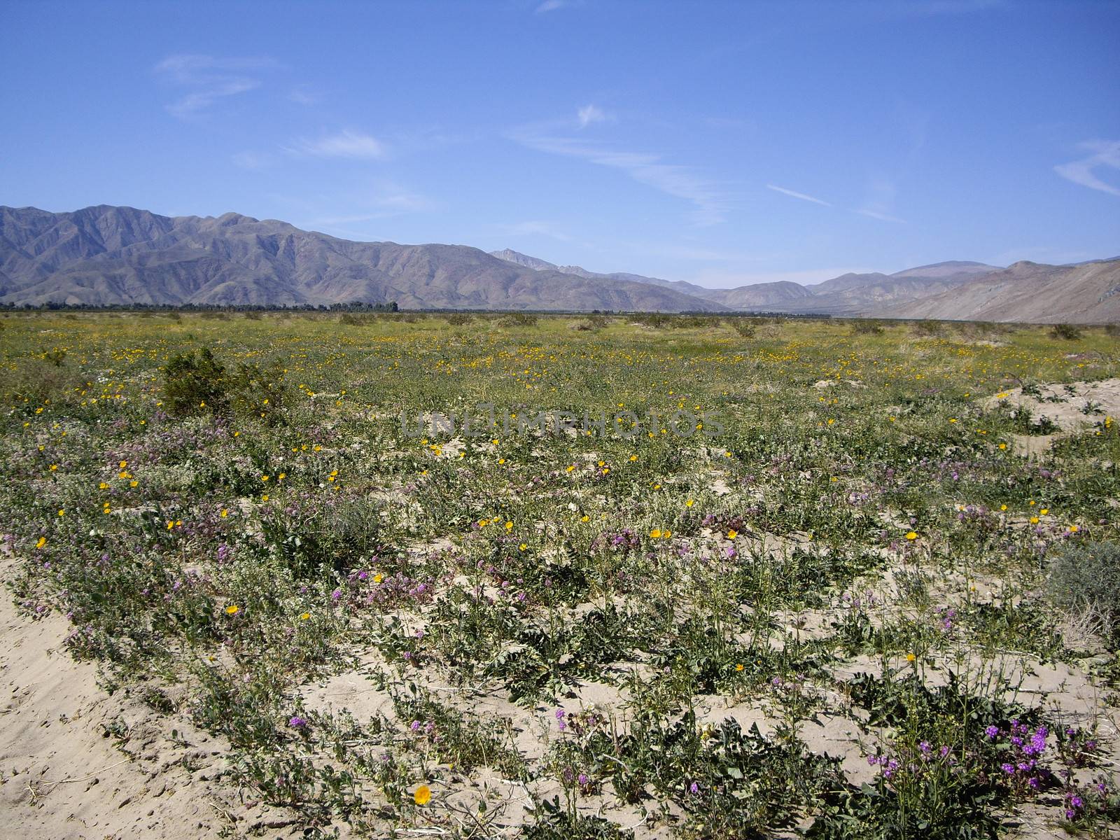 Anza Borrego Desert in bloom by emattil