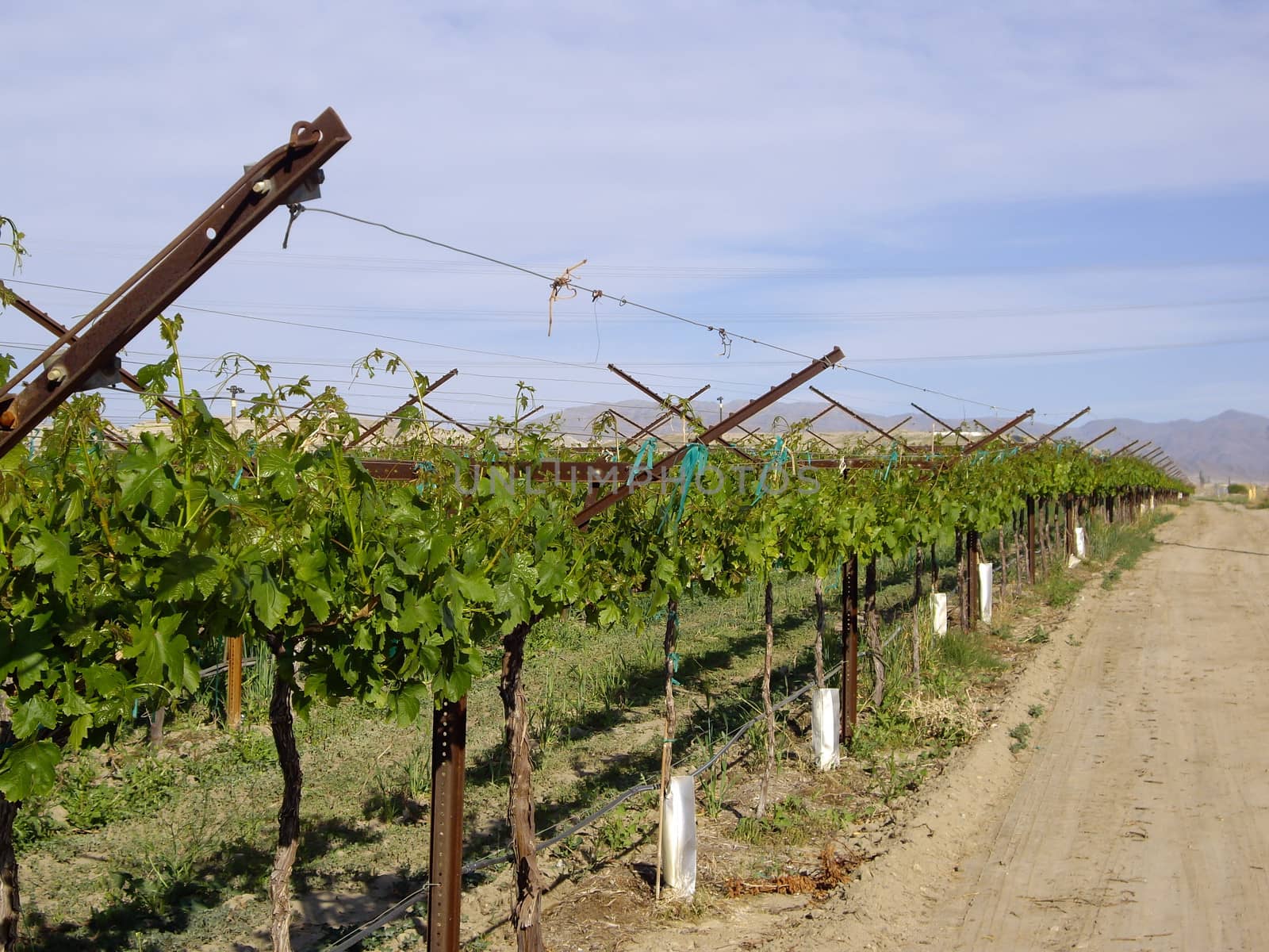 Grapevines in California desert in Winter