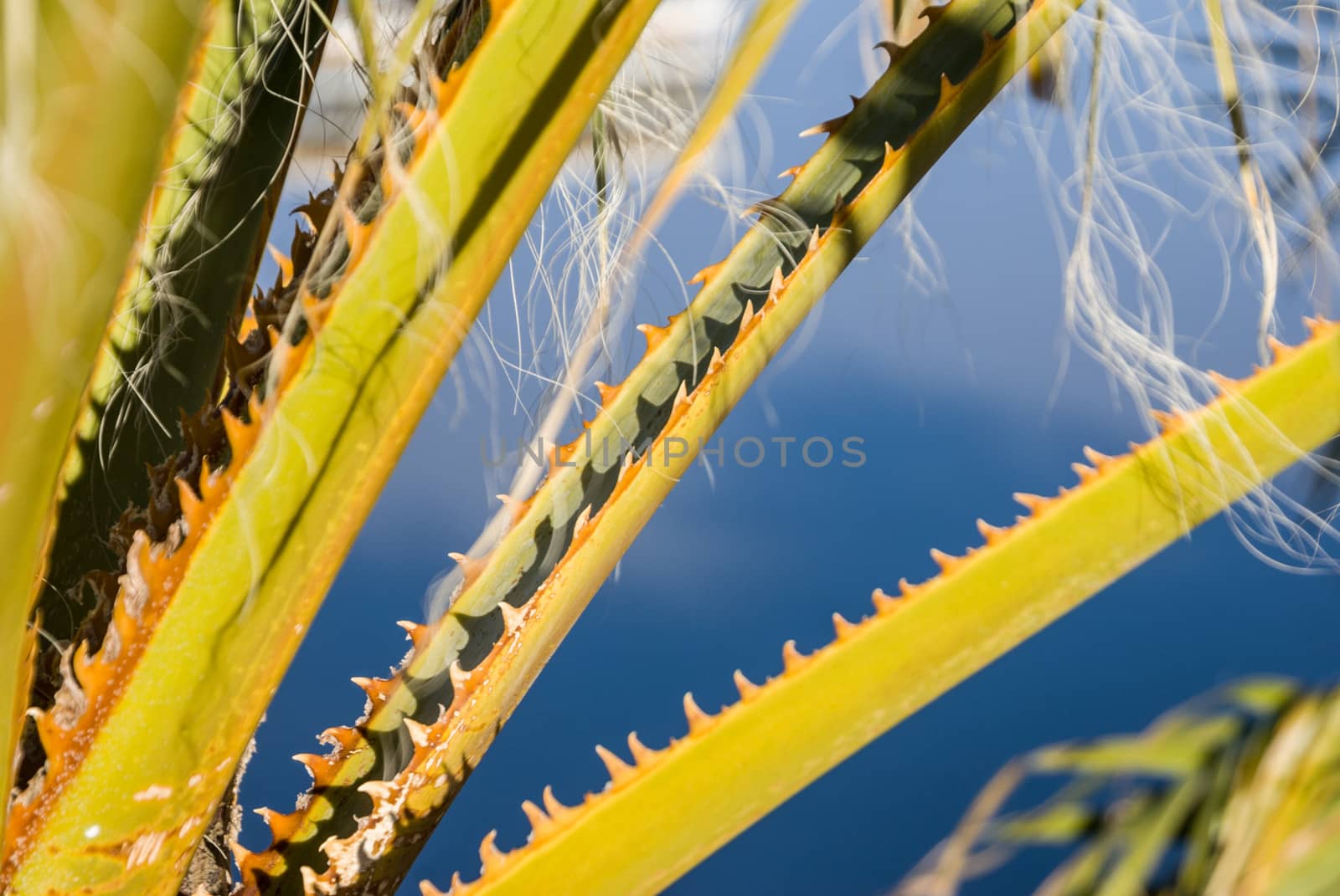 Spiney Palm Fronds by emattil