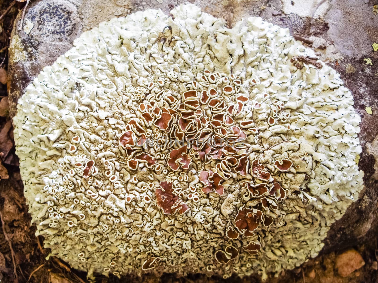 Colorful fungus on forest floor