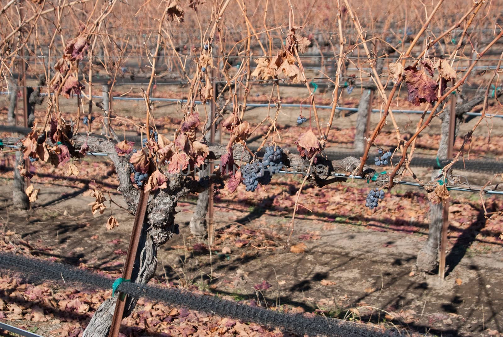 Grapes die on the vine in Winter Californian vineyards