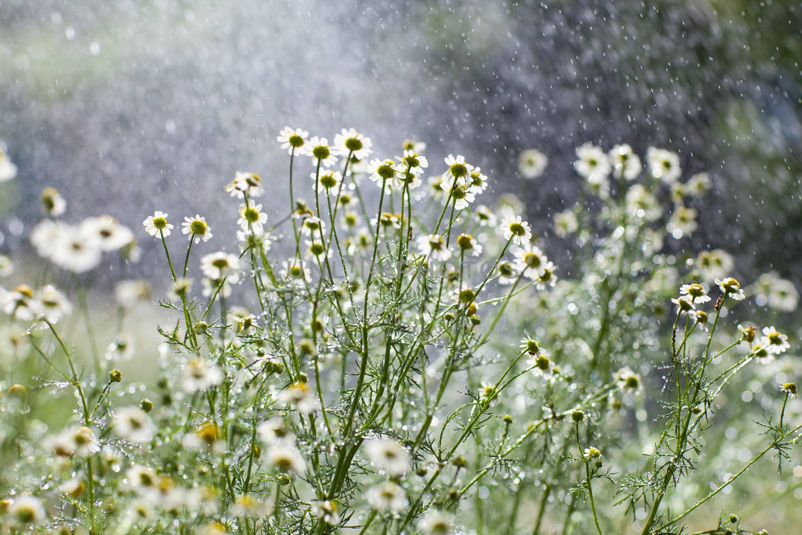 rain and flowers by vsurkov