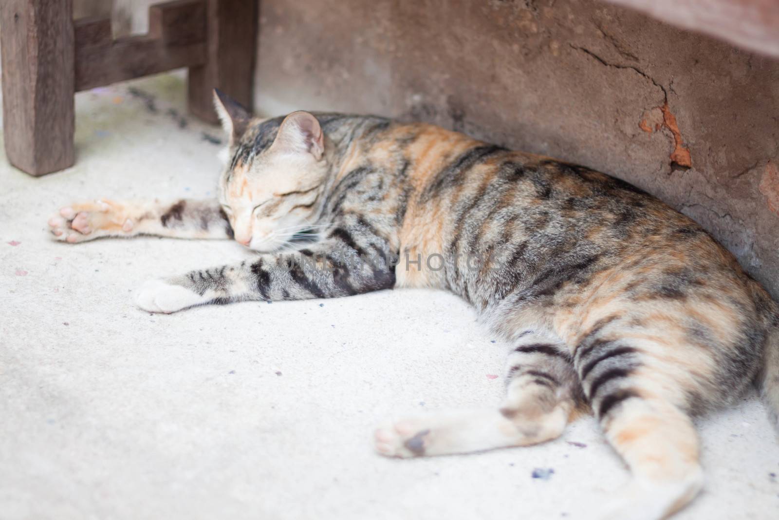 Cute sleeping cat in home garden by punsayaporn