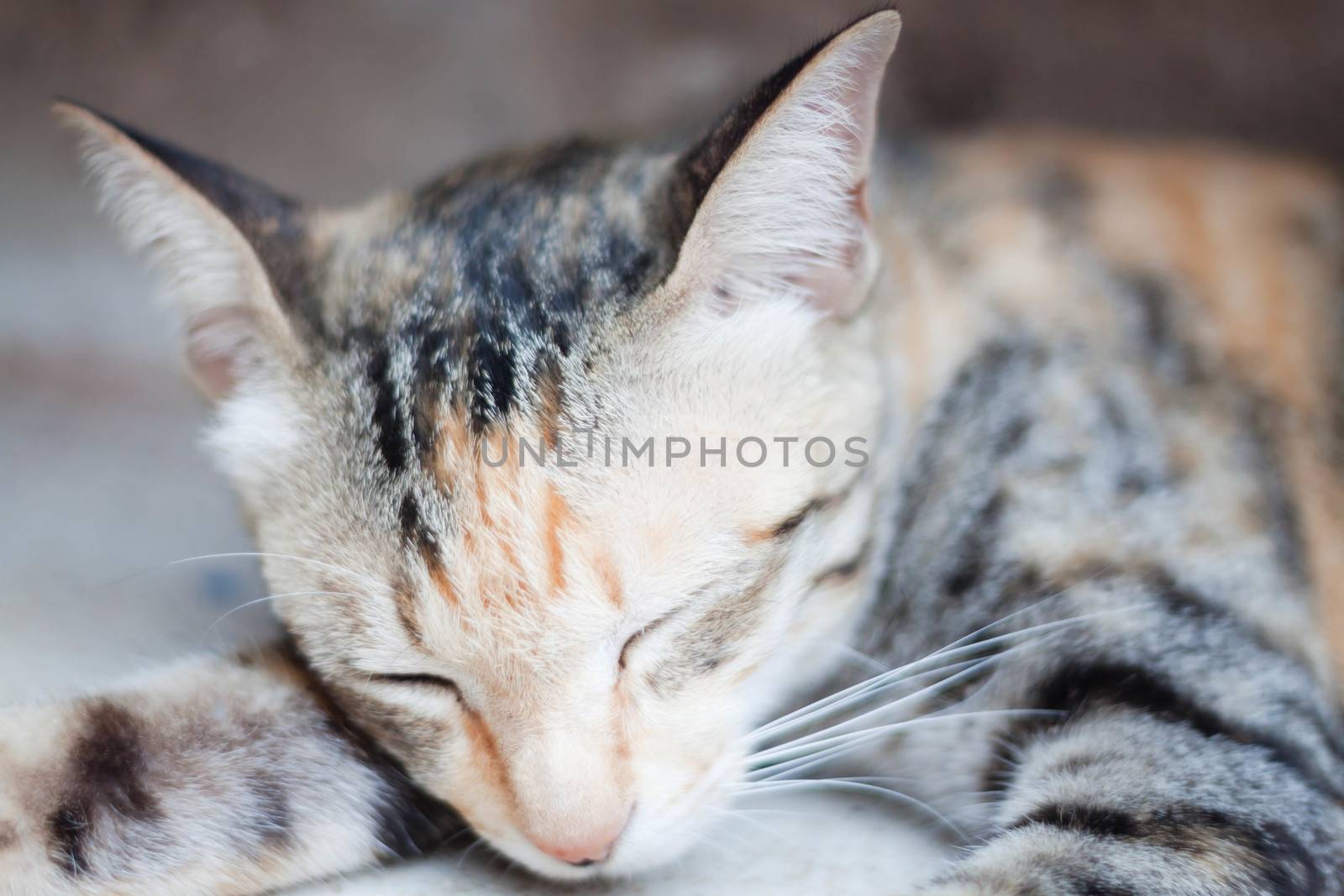 Cute sleeping cat closeup by punsayaporn