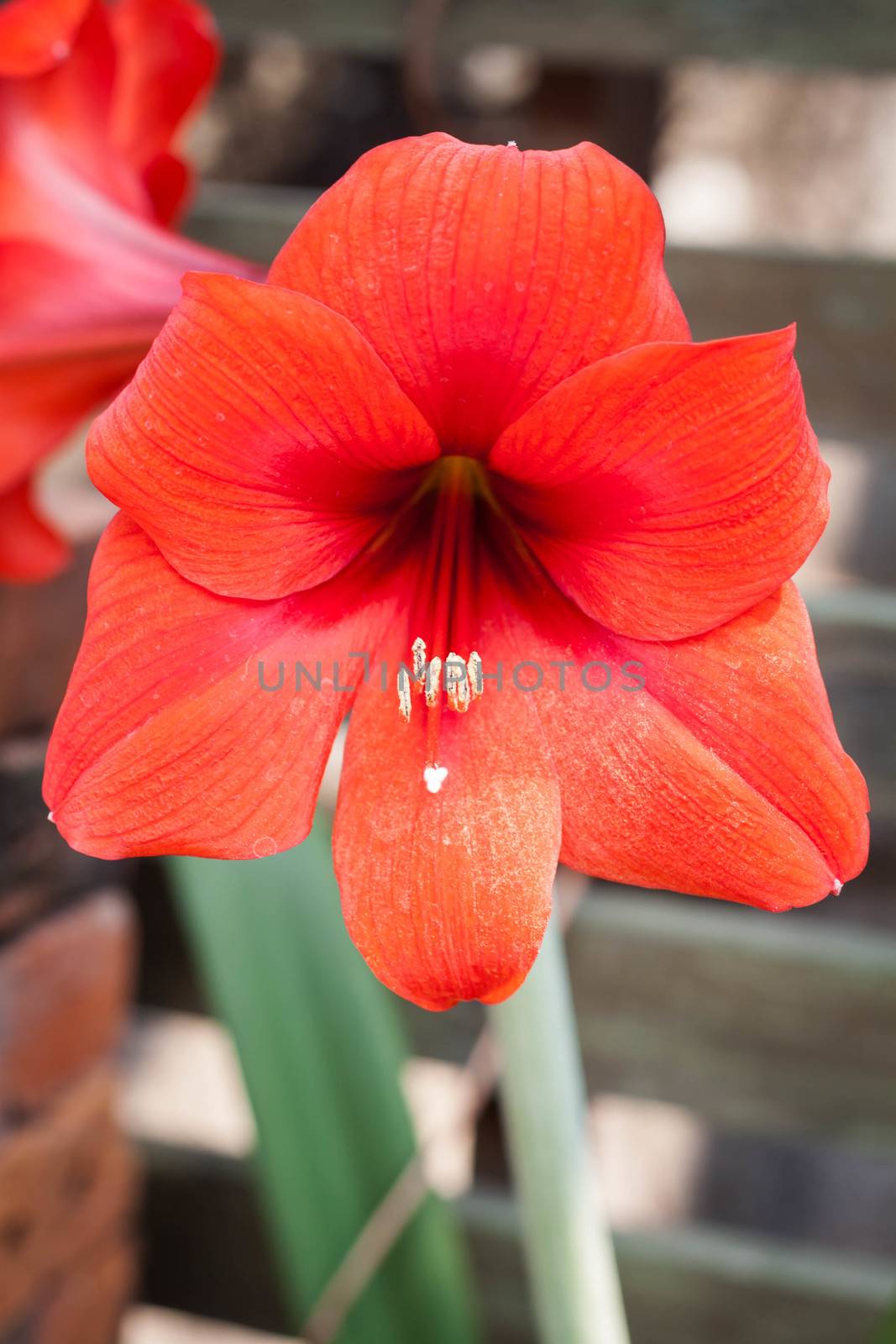 Amaryllis red flower with home garden background  by punsayaporn
