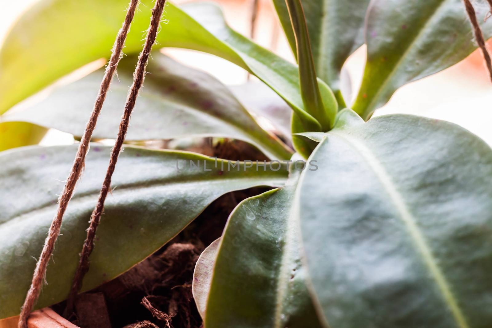 Green leaves of tropical pitcher plant, Nepenthe