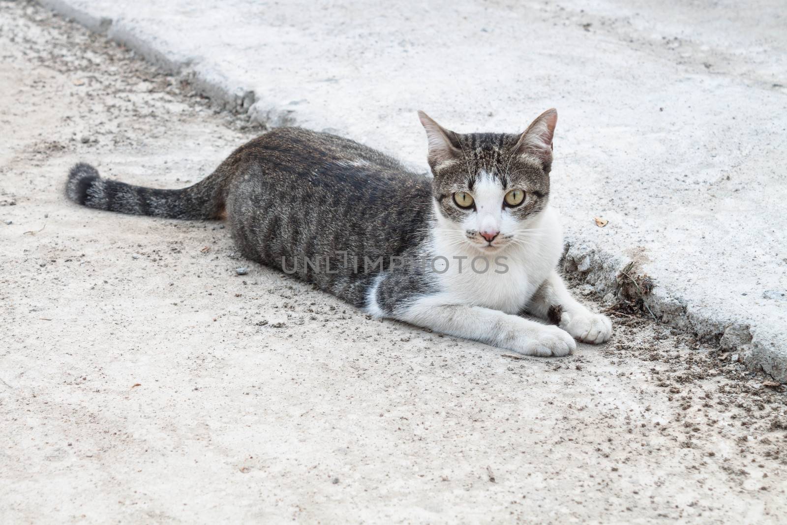 Cat laying on side looking with interest by punsayaporn