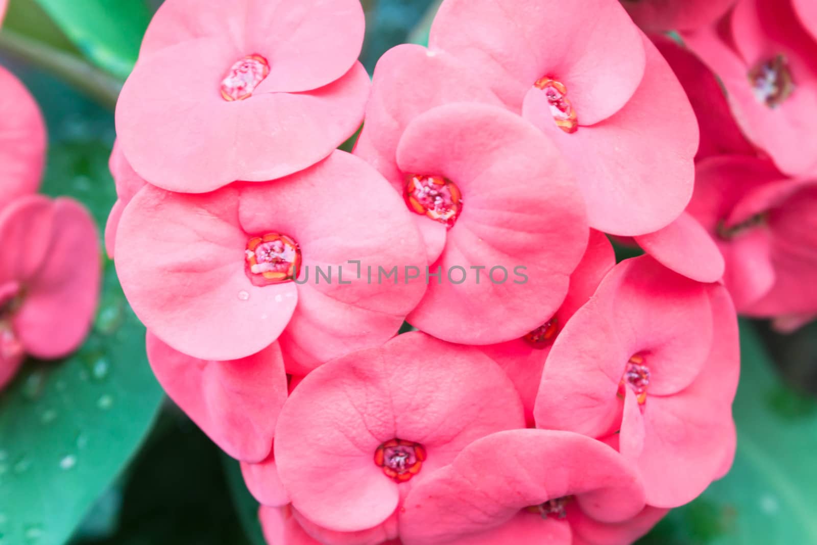 Close up Red Poi Sian flowers blooming in garden