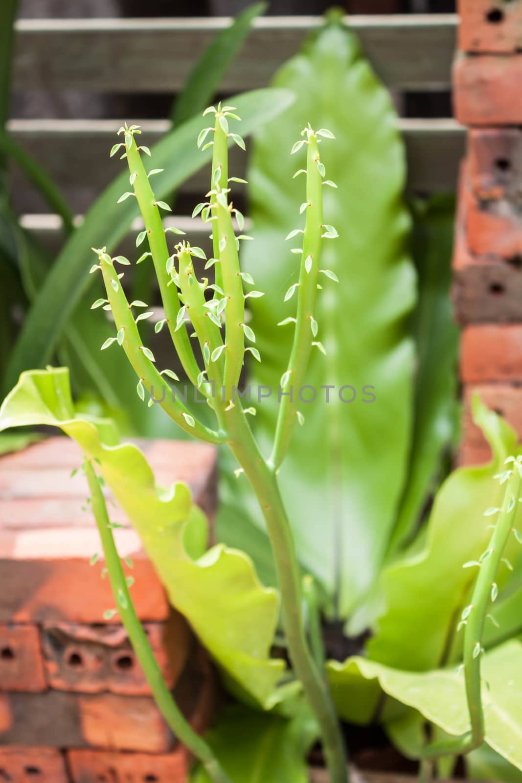 Green plant with fresh young leaves  by punsayaporn