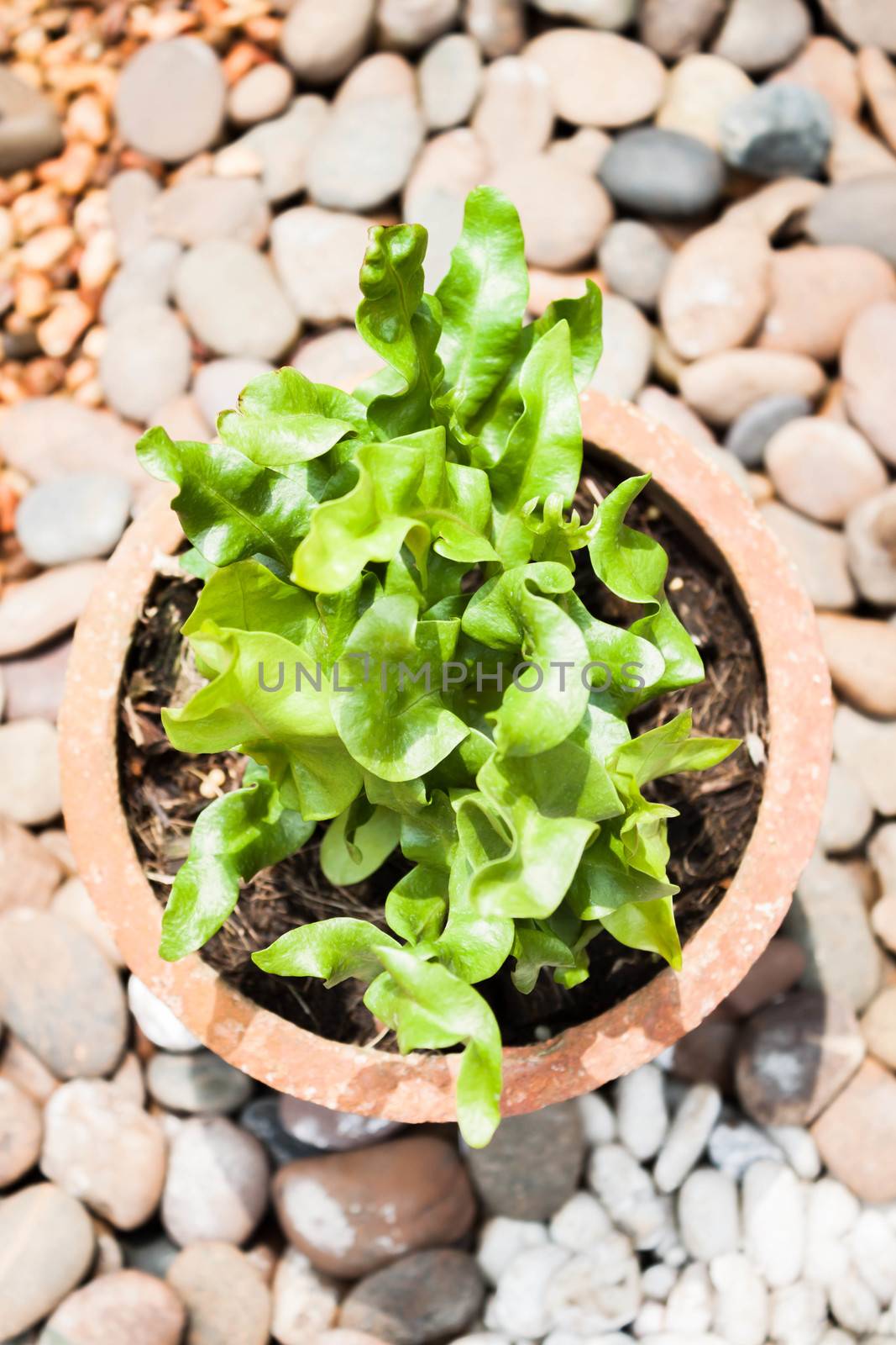 Green plants in zen rock garden