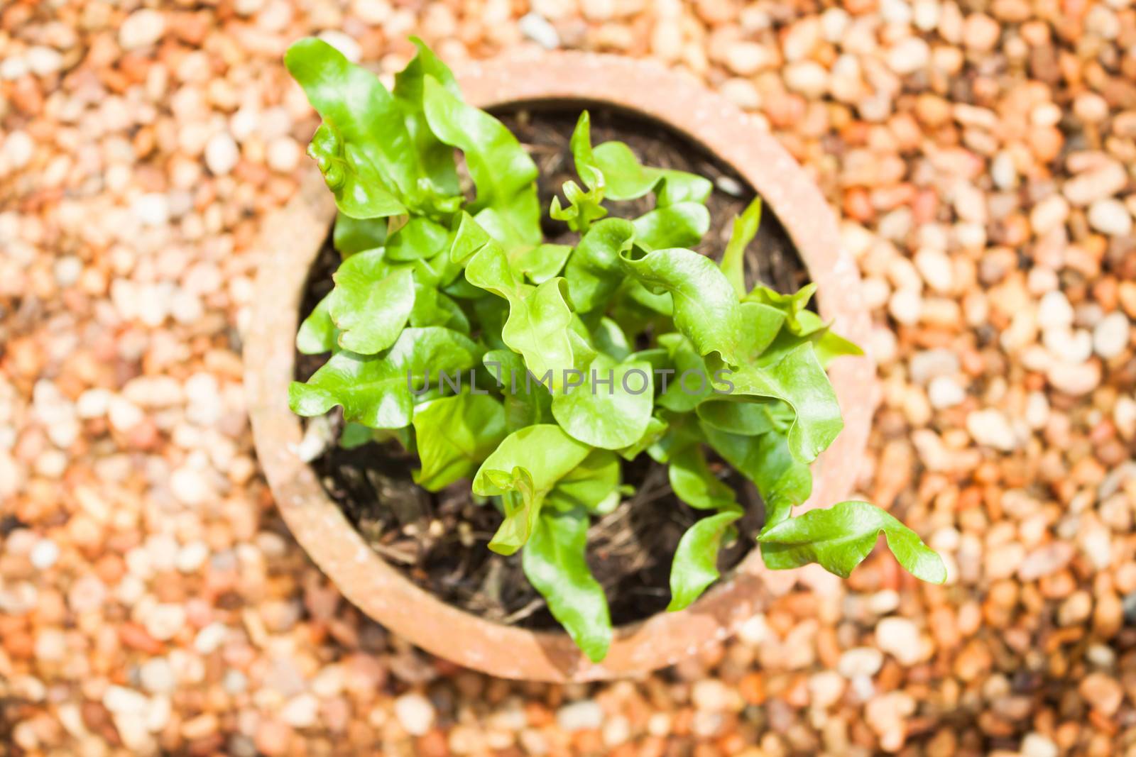 Beautiful leaves of green plant in zen garden