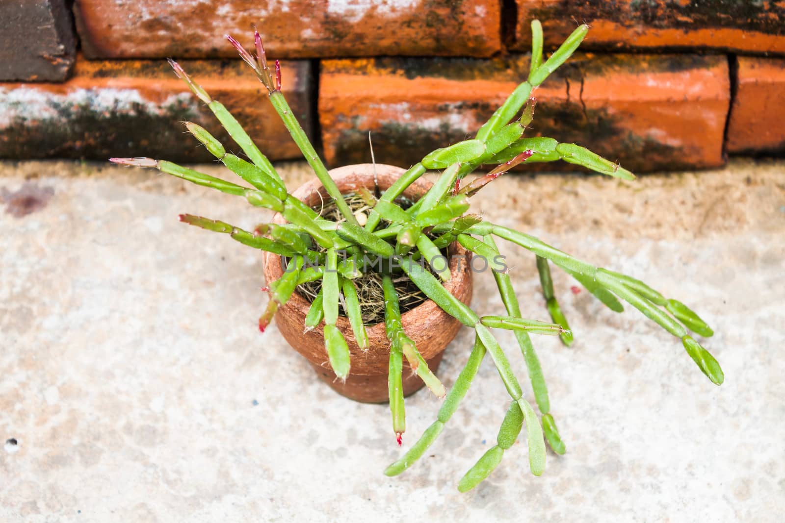 Young green plant in home garden