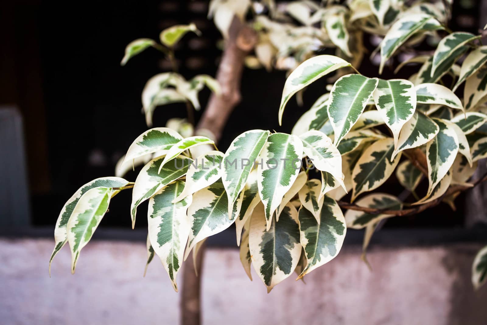 Closeup white and green leaf texure of plant  by punsayaporn