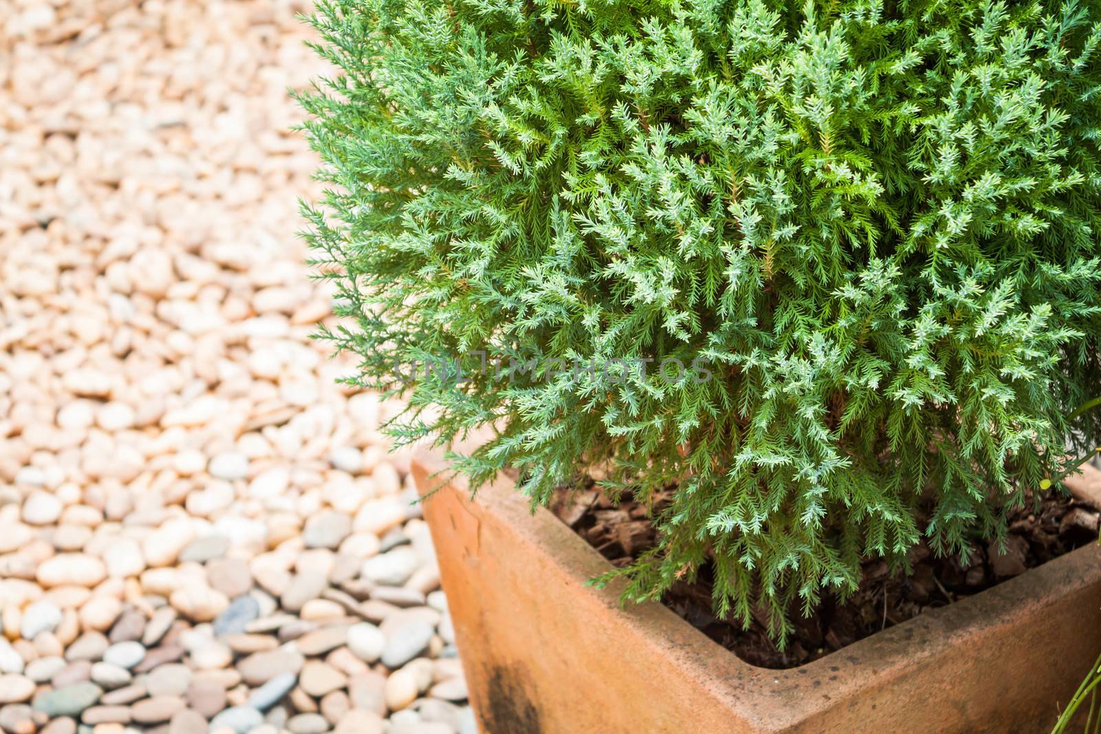 Green plant in zen garden background  by punsayaporn