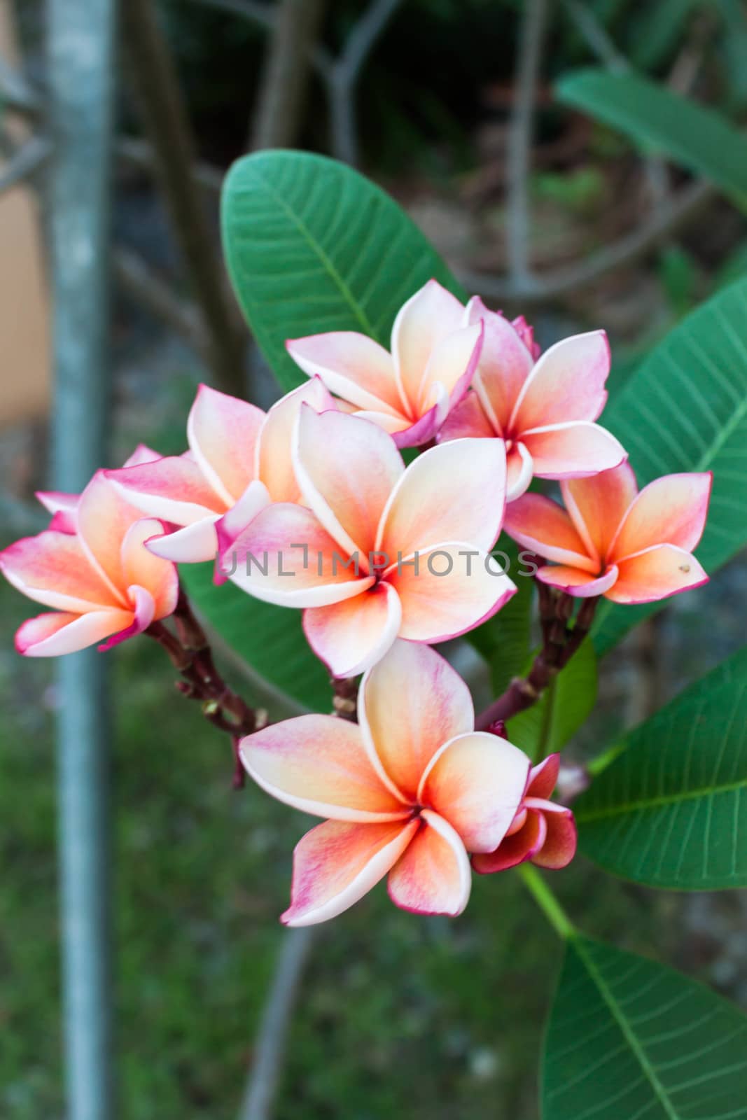 Branch of tropical purple and yellow frangipani