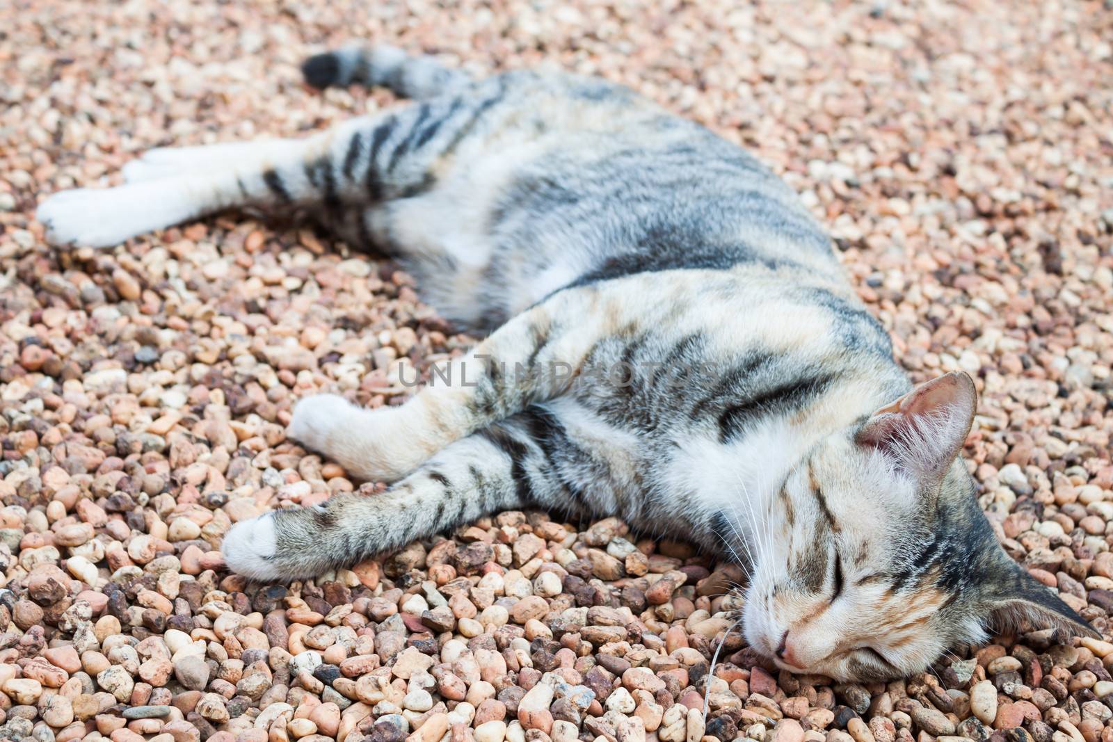 Cat sleeping on brown pebble by punsayaporn