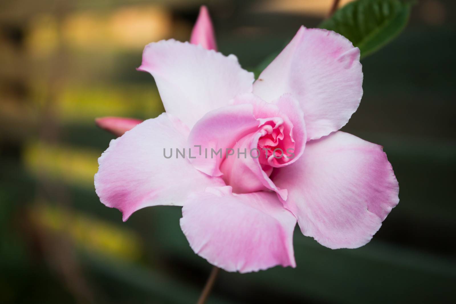 Close up pink rose dipladenia by punsayaporn