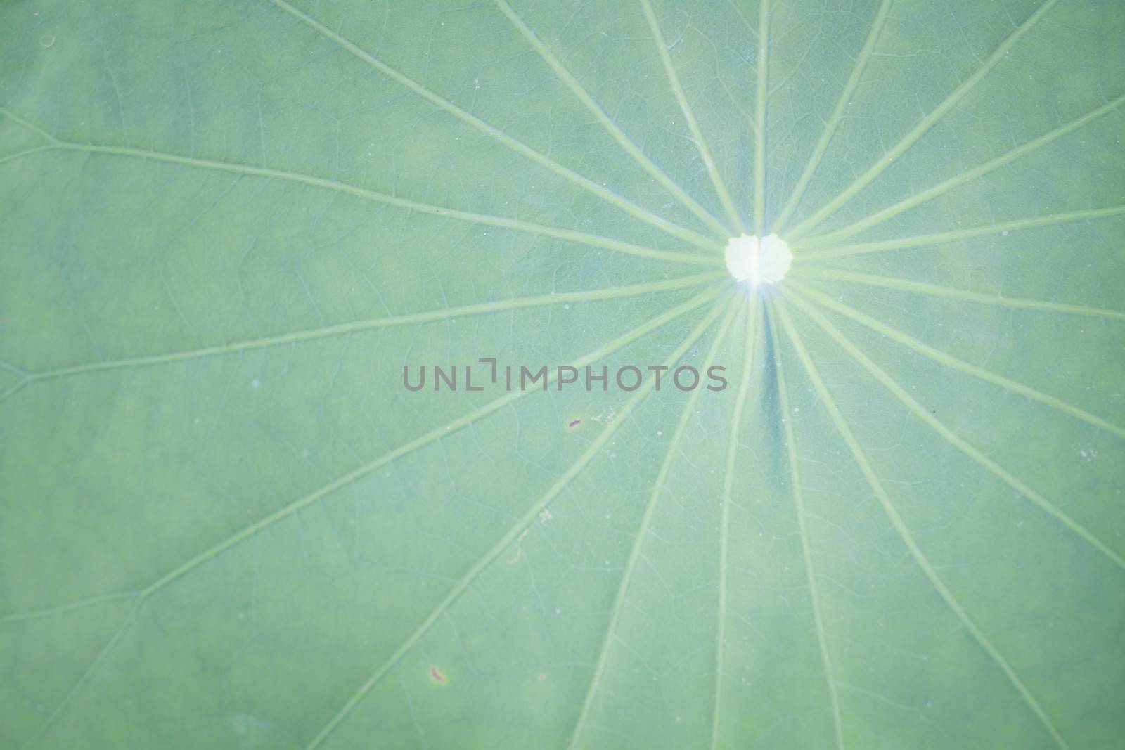 Close up lotus leaf by punsayaporn