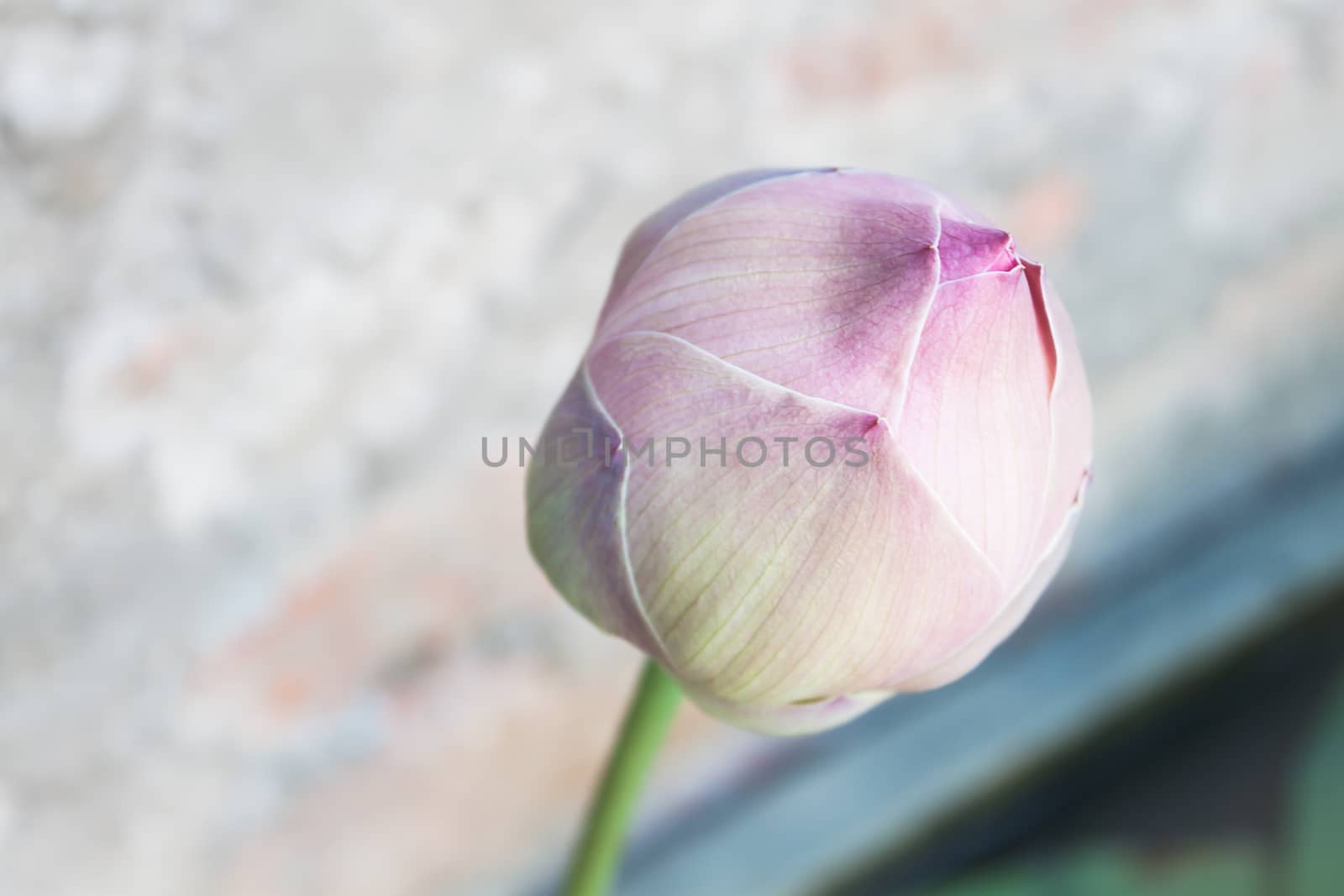 Close up pink lilly water bud by punsayaporn