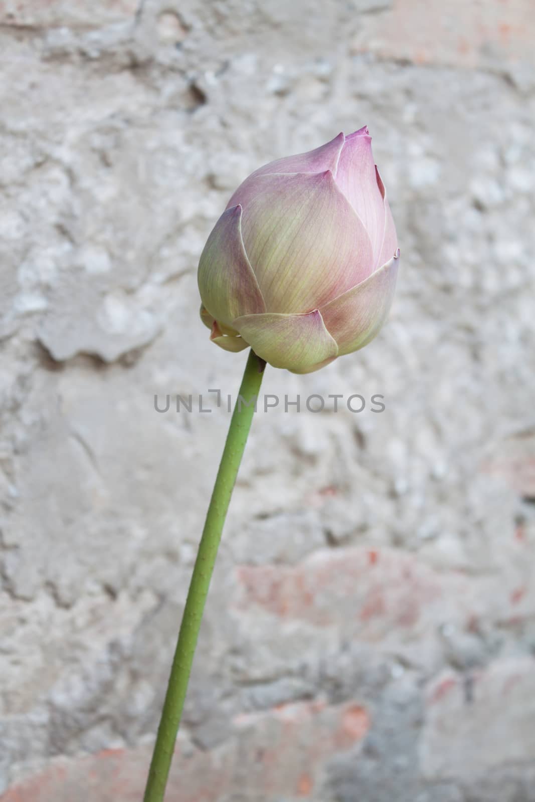 Pink water lily flower  by punsayaporn