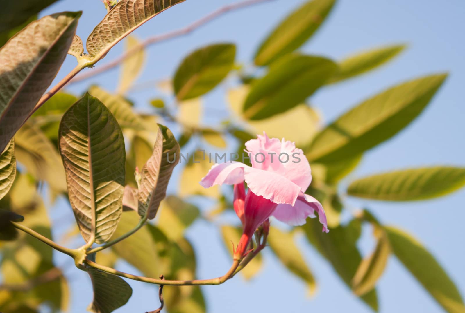 Pink rose dipladenia on blue sky background