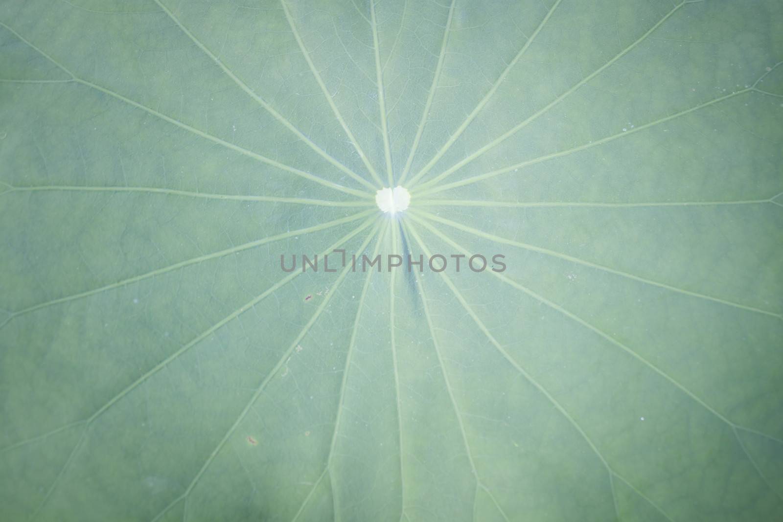Close up view of core lotus leaf texture