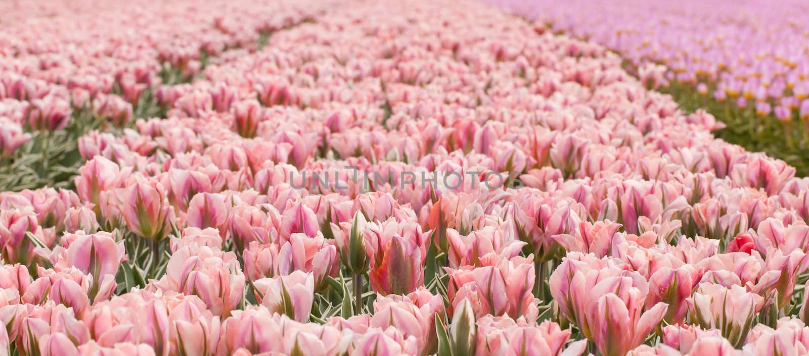 Tulip field on agricultural land by michaklootwijk